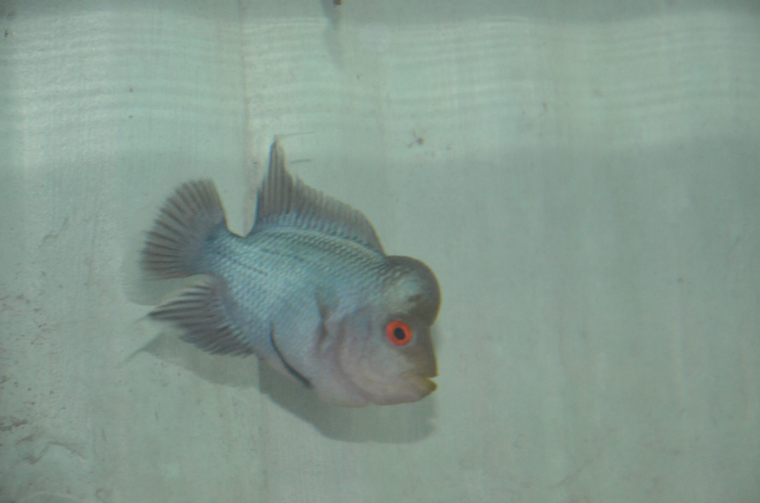 Thai Silk Flowerhorns